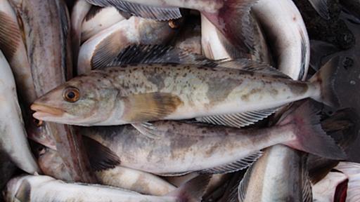 ホッケ釣って食って - 紺色のひと