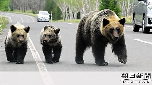 ヒグマ駆除「特殊部隊と戦うようなもの」　北海道の猟友会が協力辞退：朝日新聞デジタル