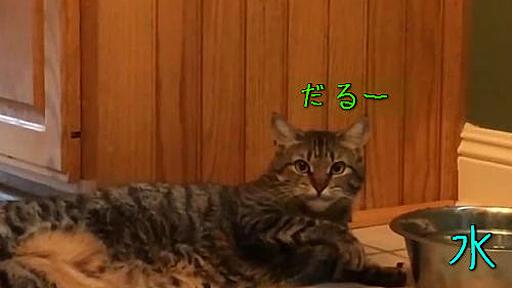 猫「水飲むの面倒くさいな…」→この方法で解決（動画） : らばQ