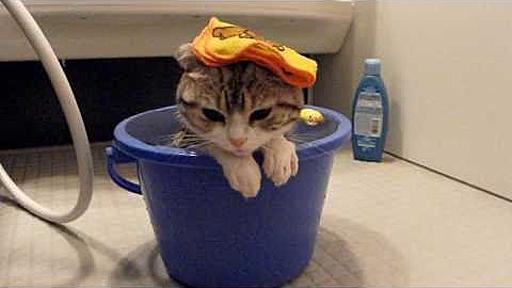 バケツでおふろ HD / Kitten relaxing in a comfy warm bucket-bath