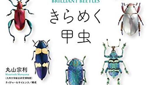 うみねこ博物堂のきらめく昆虫標本を、海福雑貨で買う - 人生がときめく物欲の魔法