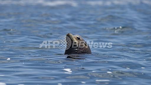 アシカの潜水病を防ぐメカニズムを解明、米研究