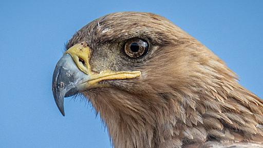 カラスの天下が終わる…都心制圧を目指す大型猛禽類…天敵と手を組む小鳥たち…都会鳥による「仁義なき戦い」がヤバすぎる（週刊現代） @moneygendai