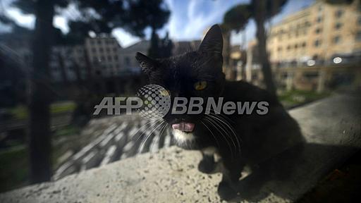 狂犬病の子猫に接触した10人に発症予防措置、フランス