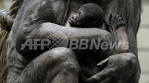 「かぜひかないで」、母ゴリラが生まれたての赤ちゃんをギュッ！ドイツ