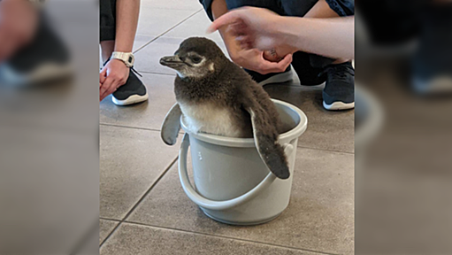 すみだ水族館、赤ちゃんペンギンがかわいすぎて理性を失った表示をしてしまう「語彙力水に溶けたな」