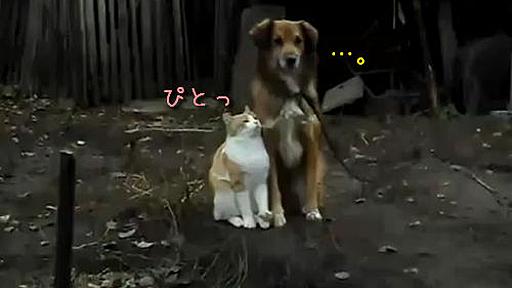 こんなラブラブ見たことない…猫と犬がぴとっと寄り添う（動画） : らばQ