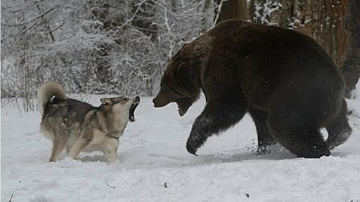 「犬」に吠えられると一目散に逃げる「クマ」の心理　なぜ「野生のクマ」は「犬」にだけ弱いのか | AERA dot. (アエラドット)