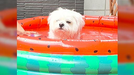 飼い主さん「夏を楽しんでね！」犬さん「二度と入らない」水遊びが何も楽しくなかったときの決意の顔