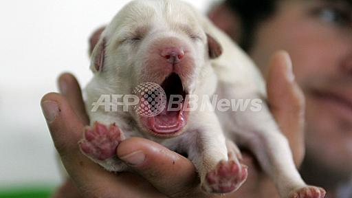 飼い主のあくびは「犬に伝染」、共感示す？東大・京大研究