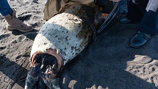 カムチャツカの海に異変、ウニやヒトデ大量死