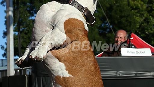 「世界一醜い犬コンテスト」、米カリフォルニアで開催