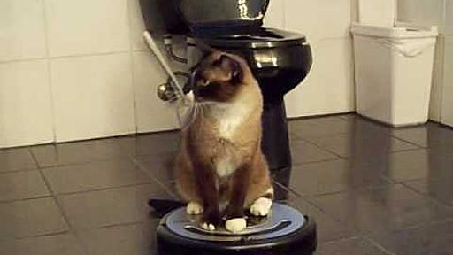 ROOMBA driver Cat uses iRobot Roomba 560 Robotic Vacuum Cleaner. HelensPets.com