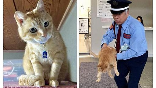 猫と警備員の攻防、「ゴッちゃん」引退　旧友が去って警備員の思いは