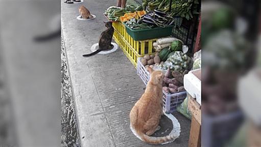 フィリピンのお店の前に距離感の目安になる印を描いた結果、猫さんたちが吸い寄せられてしまう事案が発生「自動的に入るんですよね！」