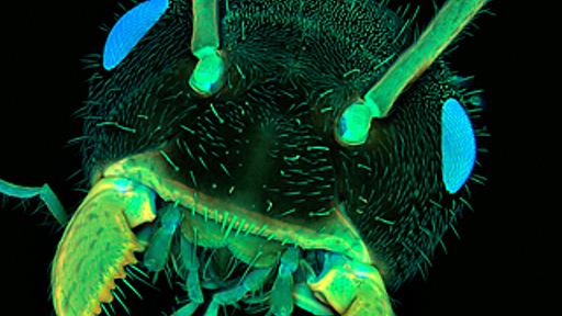 Nikon Small World Photomicrography Competition