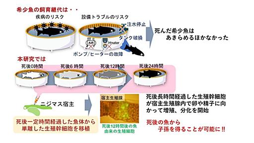 魚が死んでからも子孫を作る技術、東京海洋大が開発　死後の細胞から卵・精子を作製