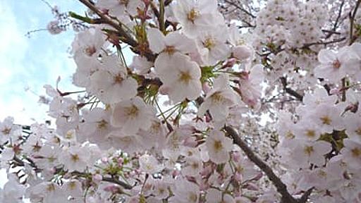 　　明応地震と宝永地震の記憶が残る神社 - さちよ