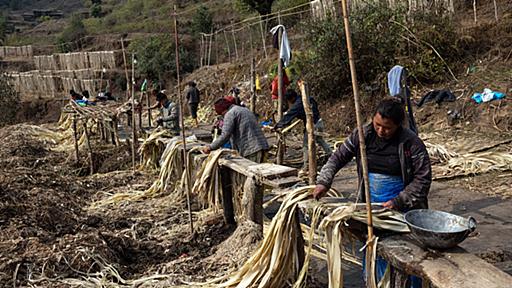 日本の新紙幣の発行には「ネパール人の尽力」が不可欠だった | 原料がどこで作られているか知っていますか？