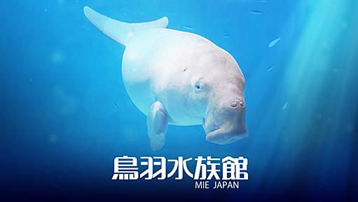 新着情報 | 鳥羽水族館 公式サイト