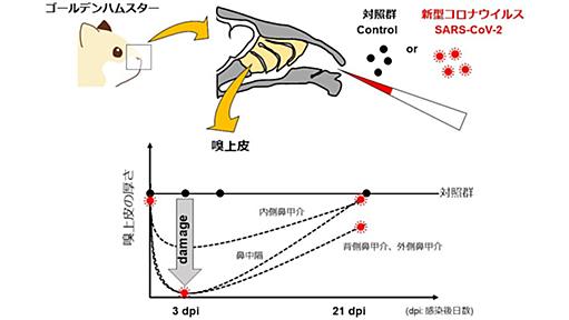 新型コロナによる嗅覚障害は正常に戻らない可能性がある、東大が確認