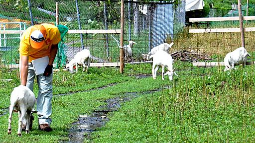 誕生パーティーだった…ベトナム人被告、ヤギ窃盗認める：朝日新聞デジタル