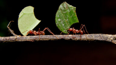 Image of two ants, both carrying fragments of leaves, walking along a stick against a black backdrop.