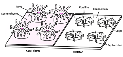 Corallite