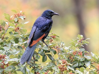  - Red-winged Starling