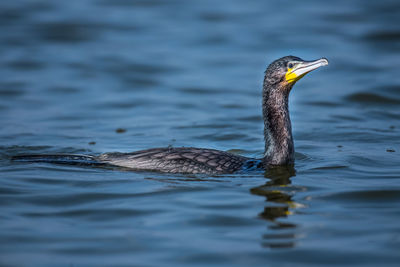 Close-up of duck swimming in lake