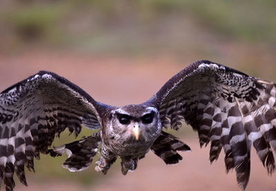 Close-up of owl flying