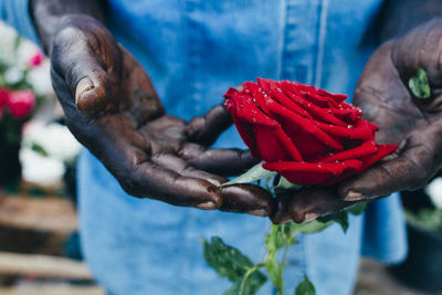 Close-up of hand holding red rose