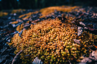 Close-up of autumn leaves in water