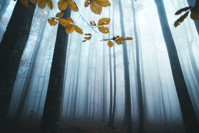 Low angle view of bare tree in forest