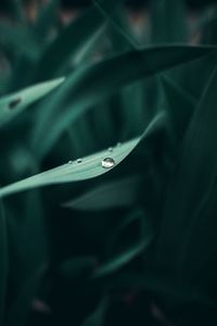 Close-up of water drops on leaf