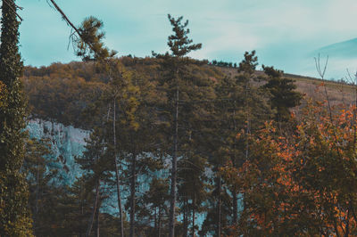 Trees in forest against sky