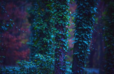 Close-up of ivy growing on tree in forest