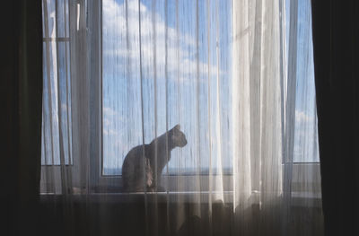 Side view of a cat looking through window