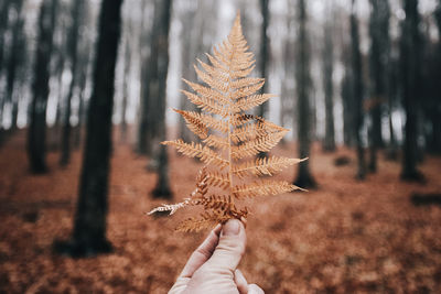 Cropped hand of man holding autumn leaves in forest