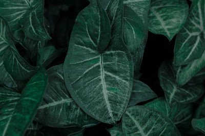 Full frame shot of leaves