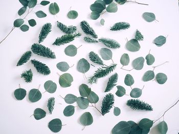 Close-up of leaves