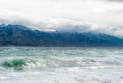 Bird flying over sea against sky