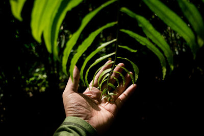 Cropped hand of person holding plant