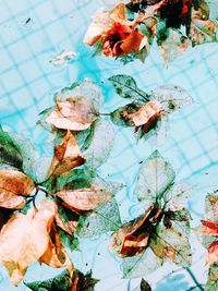 High angle view of dry leaves on table