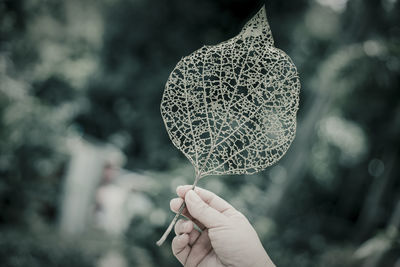 Cropped image of hand holding dry leaf