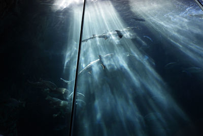 Low angle view of sharks in aquarium