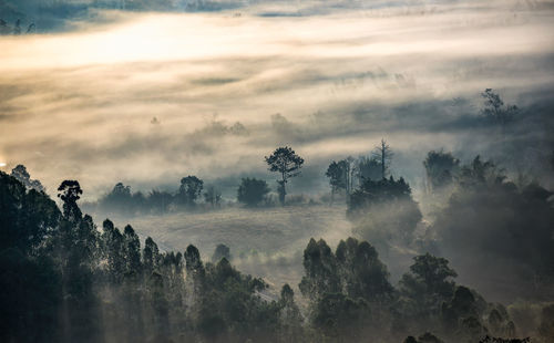 Forest in foggy mountains