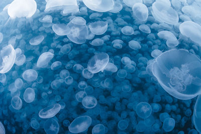 A group of jellyfish in notojima, ishikawa ,japan