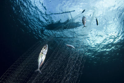 Low angle view of fish in fishing net underwater