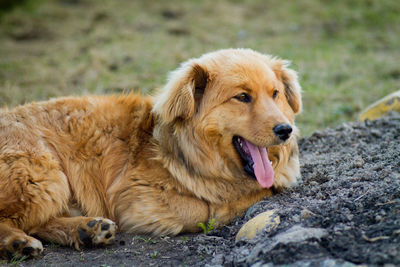 Close-up of dog lying down